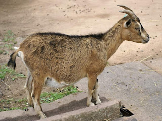 Chèvre domestique - Capra aegagrus hircus - Capra hircus