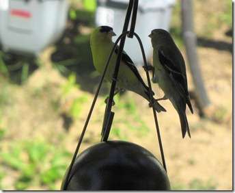 goldfinch6