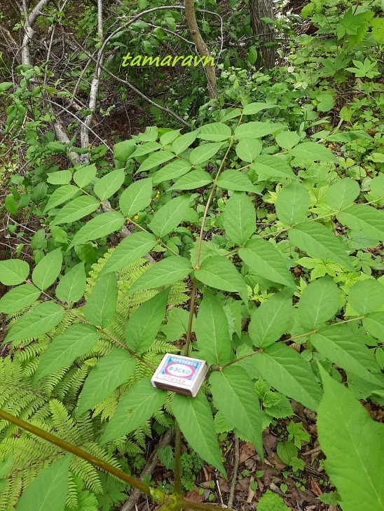 Аралия высокая / Аралия маньчжурская (Aralia elata, =Aralia mandshurica)