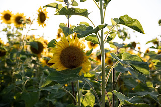 Sunflowers