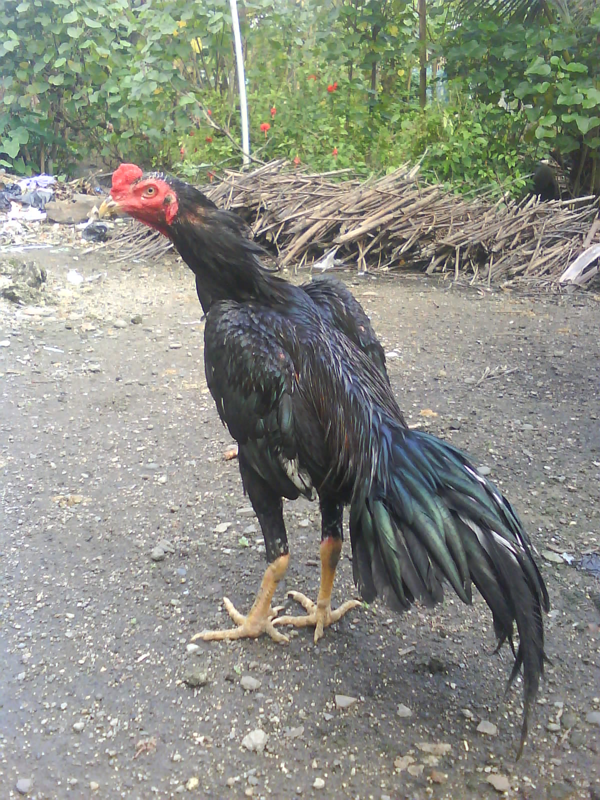 Jual anak ayam bangkok lamongan: lancuran hasil ternakan 