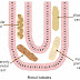 The best book in Complete urine examination (CUA)