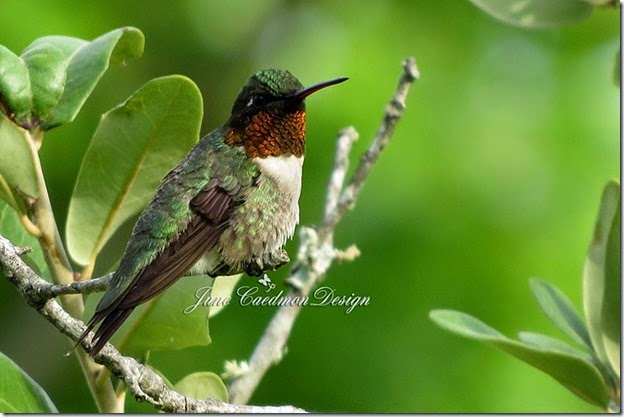 Ruby-throated_Hummingbird
