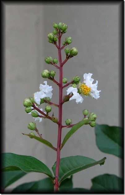 may18crepemyrtle_zps9369c7b8[1]