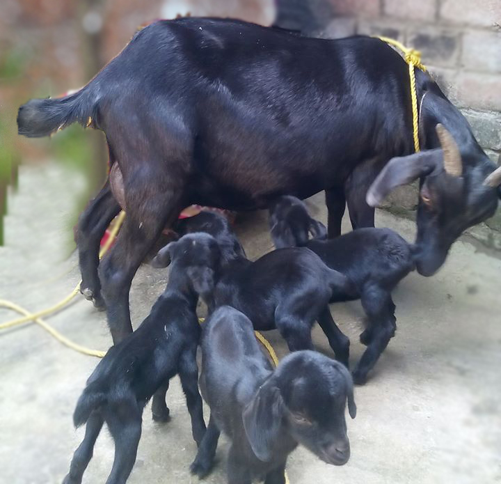 ছাগলের ছবি। ছাগলের পিক। ছাগলের পিকচার