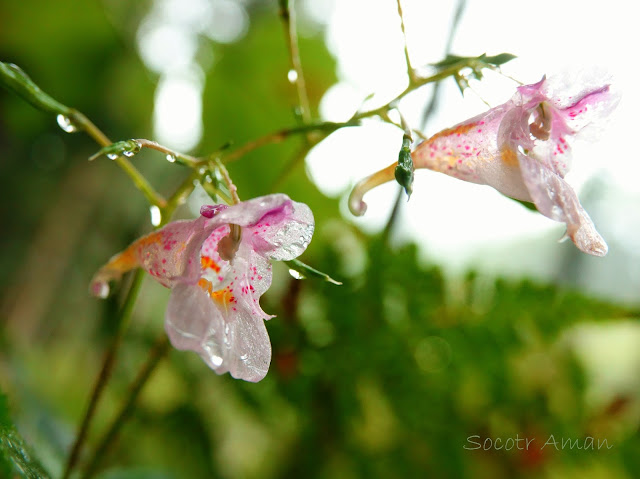 Impatiens textori