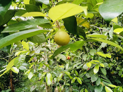 Nutmeg - Benefits, Nutrition and Recipe | Nutmeg Benefits | Jathikka