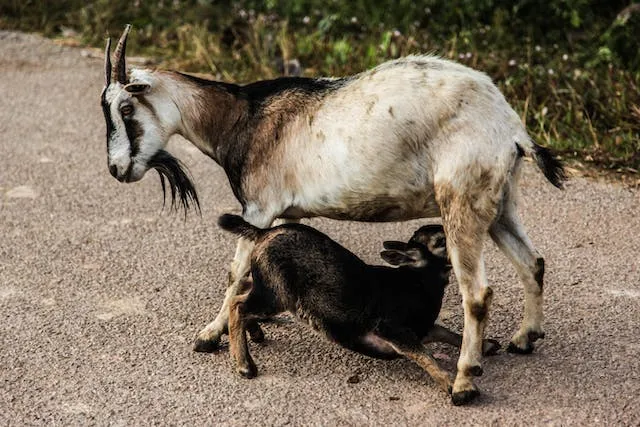 How to start a successful goat Farm