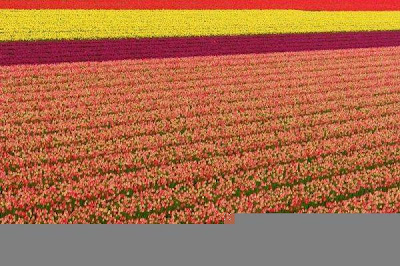 Tulip fields Netherlands