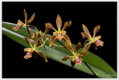 Encyclia dressleri - Dressler's Encyclia care