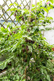 Chocolate habanero chili close up on chilies