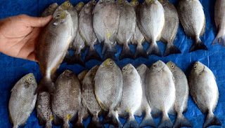  ikan  segar  malang Jual  Ikan  Segar  Malang