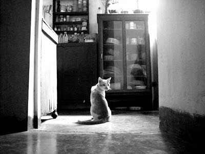 geoffrey+the+cat.jpg (720×540)