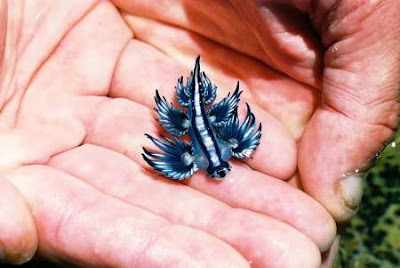 Glaucus atlanticus