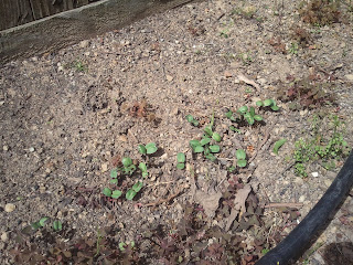 Sunflowers Sprouting (2012)