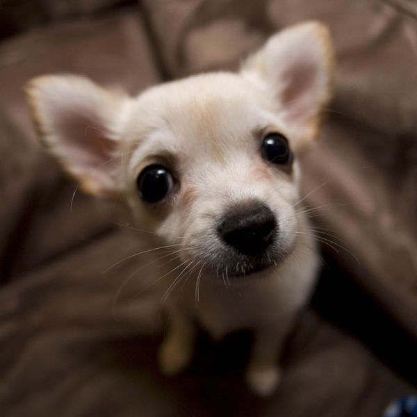 chihuahua-puppy-list-trend