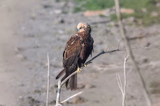 aguilucho-lagunero-occidental-circus-aeruginosus-hembra-