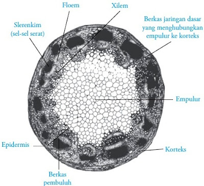 Struktur tumbuhan dikotil