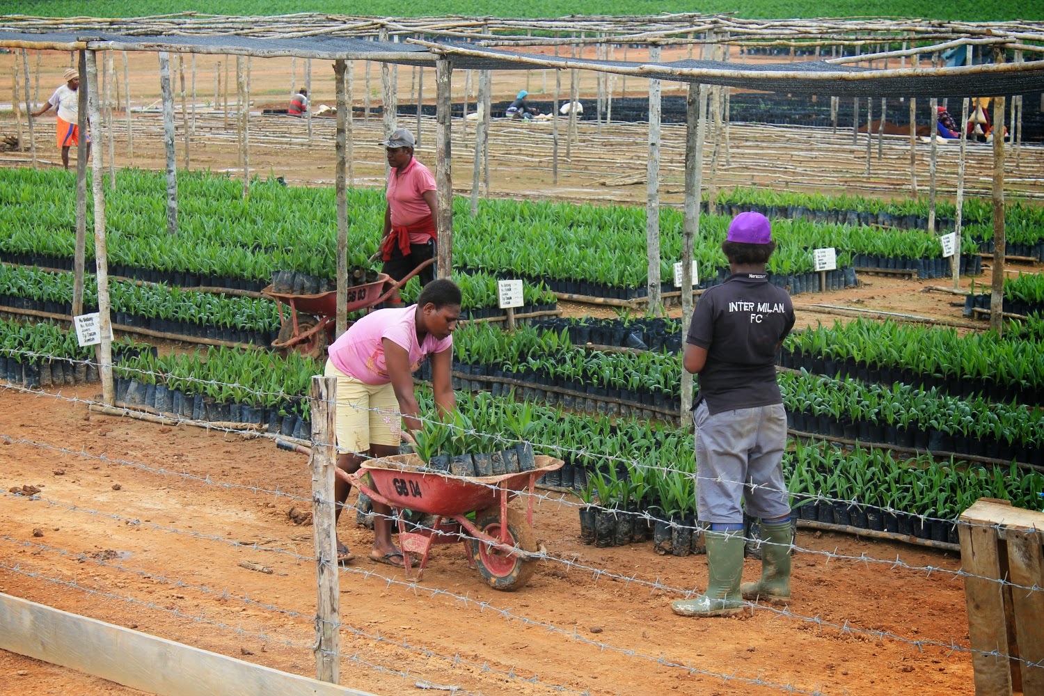 Cara Pembibitan Kelapa  Sawit dengan bibit Unggul 