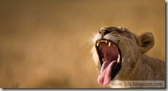 Lion_ROW236151605