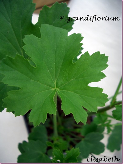 Pelargoner Juli 09 035