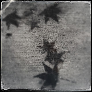 ghost, leaves, stains, photography, fall, ephemeral, temporary, progressive moments, art practice, walking