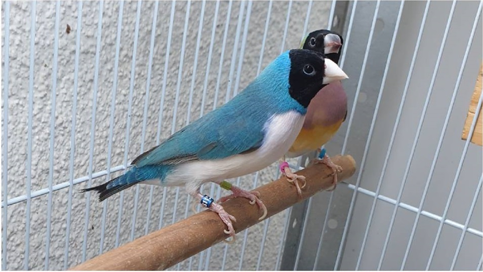 Gouldian Finch