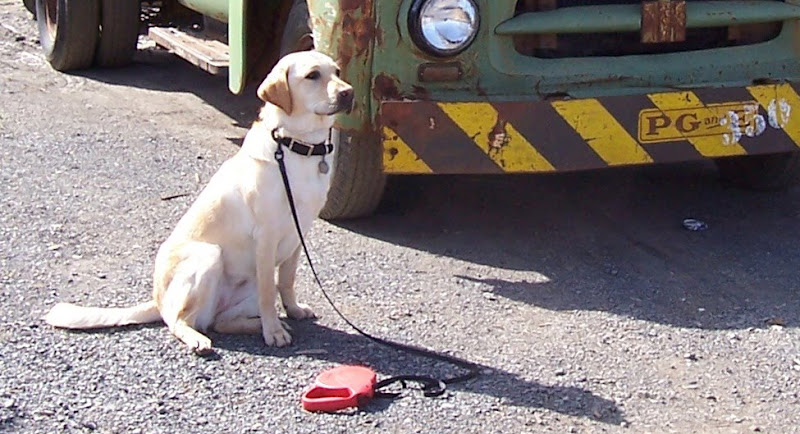 closeup shot of cabana in front of the rusted truck, she is in a sitting position but her legs are both way over to one side, so she's only sitting on one haunch, the attached red flexi leash is on the ground in front of her