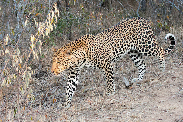 leopardo parco kruger sud africa safari