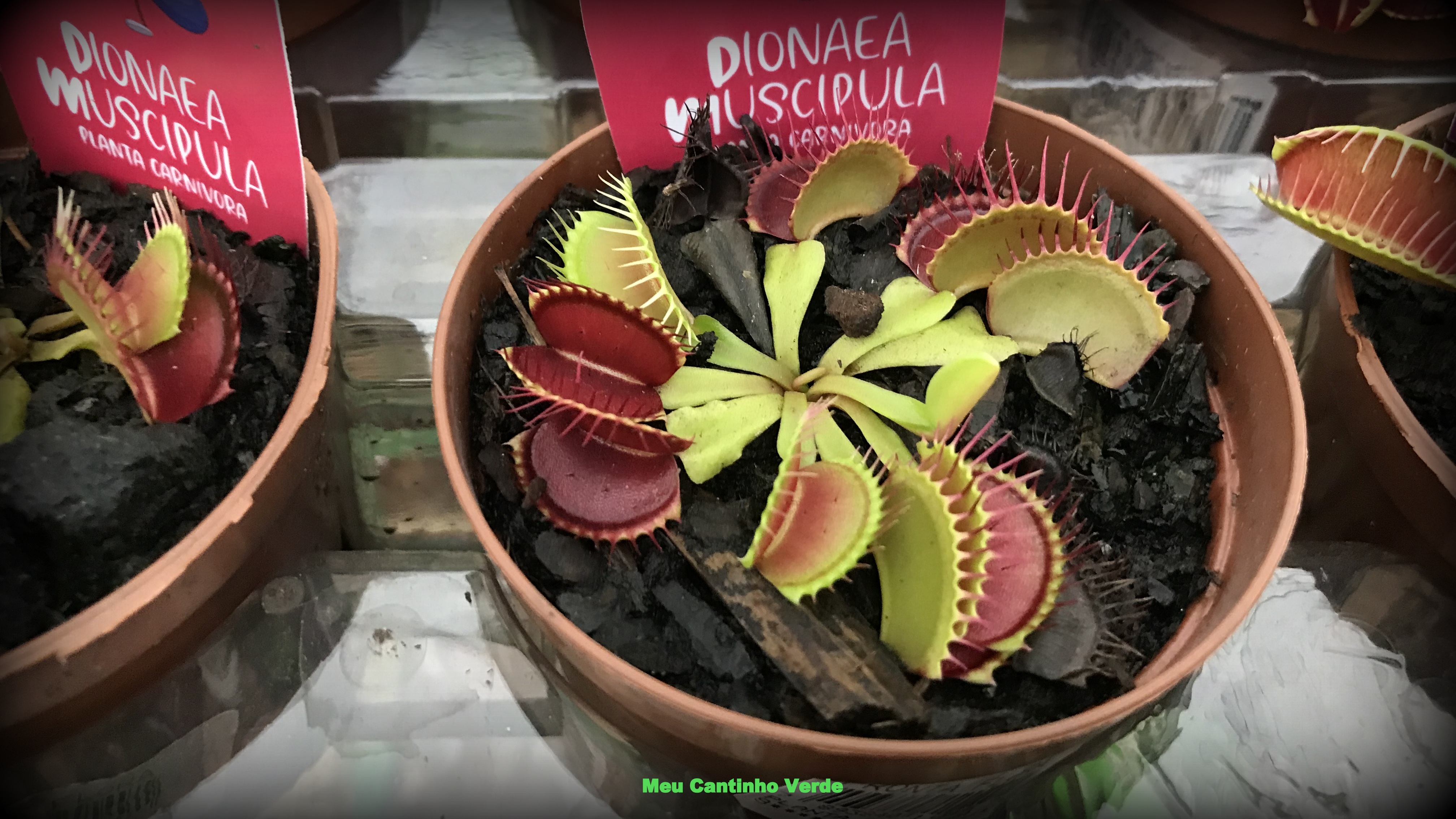 Meu Cantinho Verde: PAPA-MOSCA, PLANTA CARNÍVORA - ( Dionaea muscipula )