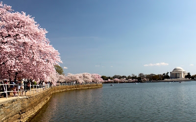 DC Cherry Blossoms