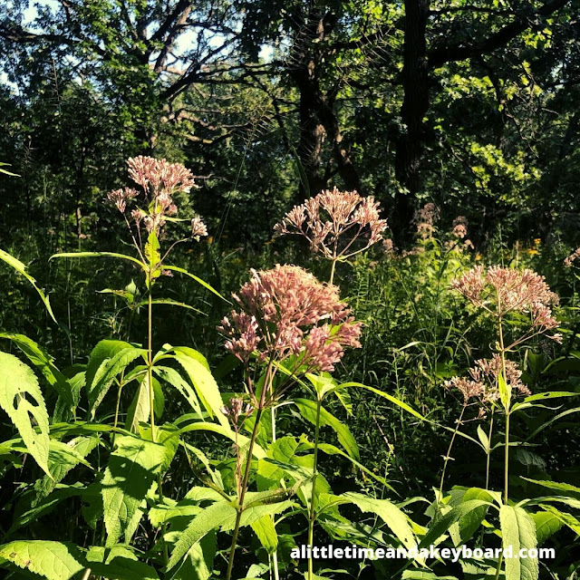 Joe-Pye Weed dotted the woodland at Carl L. Hansen Woods.