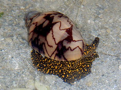 Noble Volute (Cymbiola nobilis)