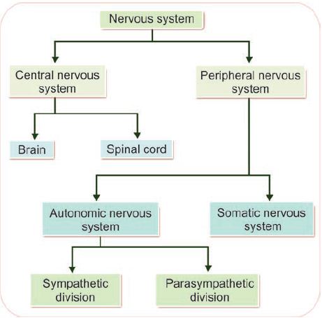 division of nervous system