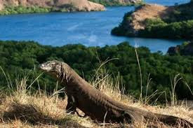 Taman Nasional Pulau Komodo