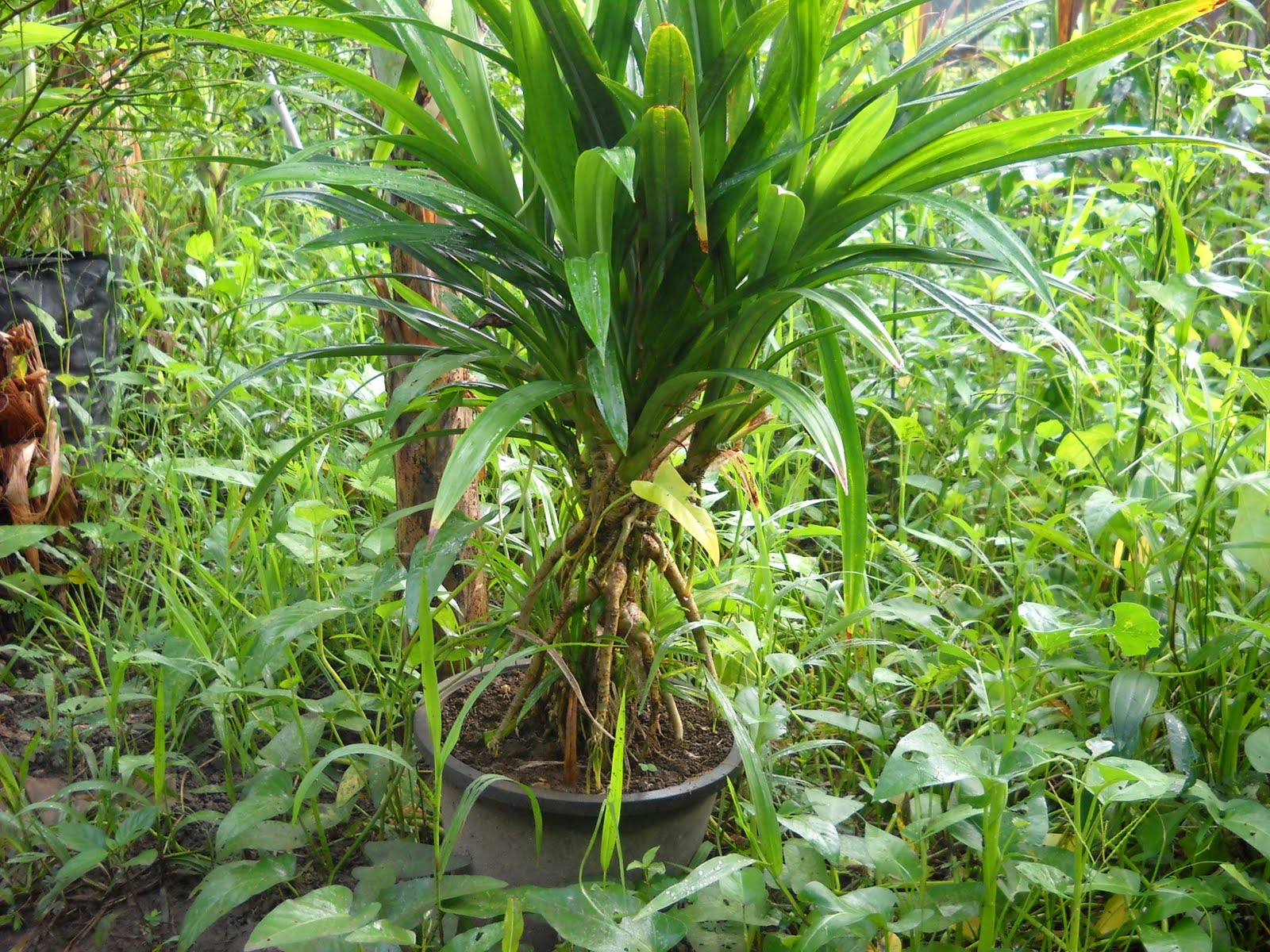 KENALI POKOK SAYANGI POKOK: Julai 2011