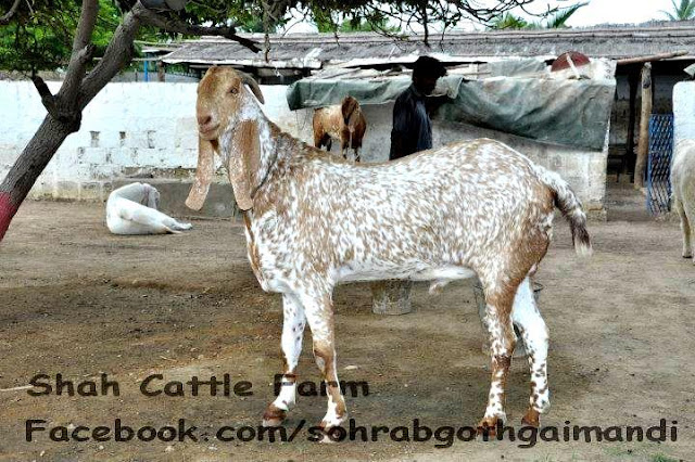 baqra eid