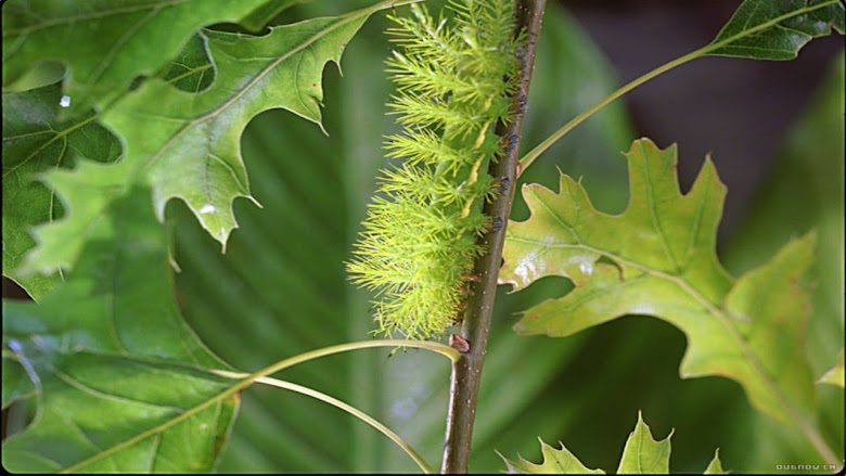 Bugs ! : A Rainforest Adventure 2003 720p