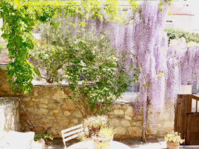 Wisteria