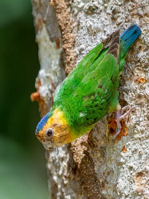 Buff facied pygmy parrot