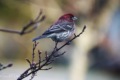 male house finch