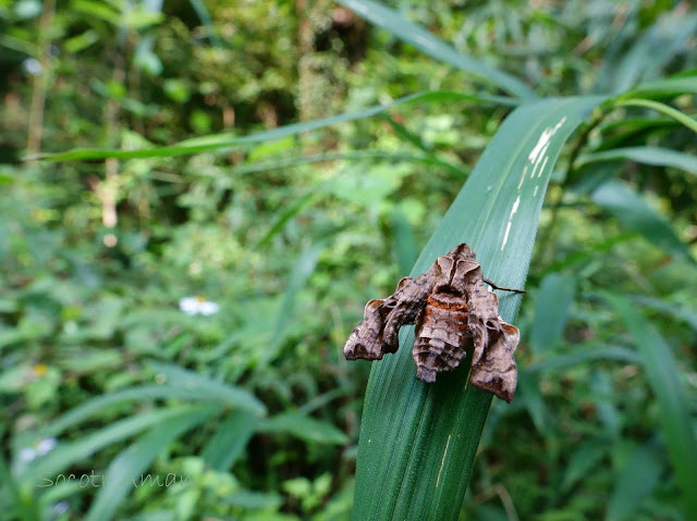 Neogurelca himachala