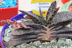 Gasteria Verrucosa