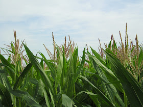 http://www.syngenta.com/