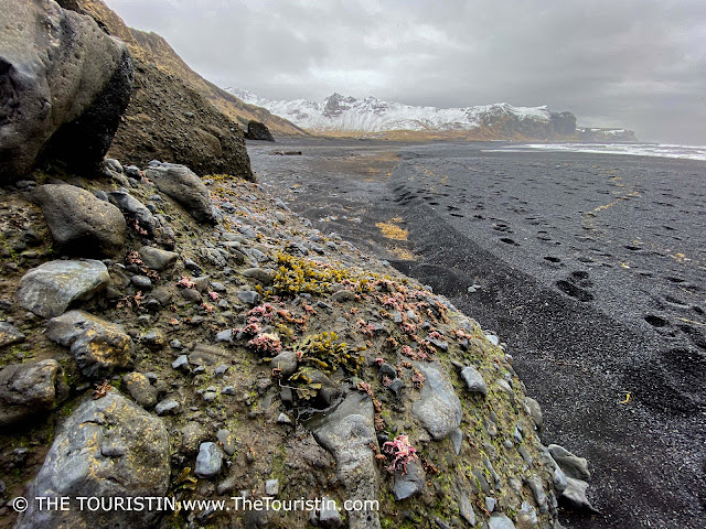 A low cloudy grey sky over green and pink algae on rocky boulders on a black lava beach in front of a snow-capped mountain range.