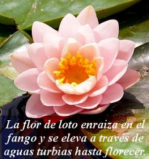 daleyoga simbología de la flor de loto padma