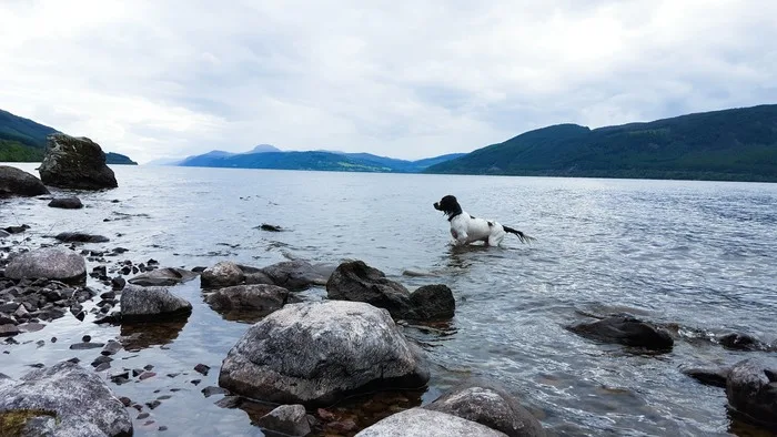 A springer spaniel paddling in Loch Ness