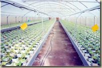agrotis3