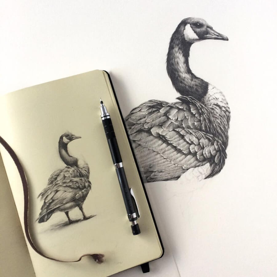 04-Canadian-Goose-Bird-Art-Vanessa-Foley-www-designstack-co