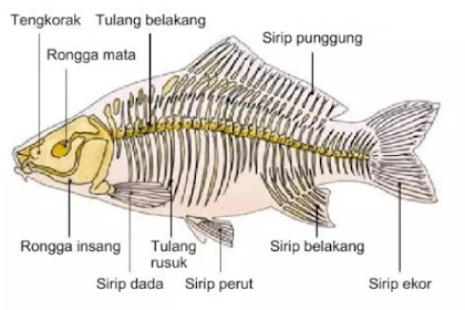 Anatomi Ikan Mas